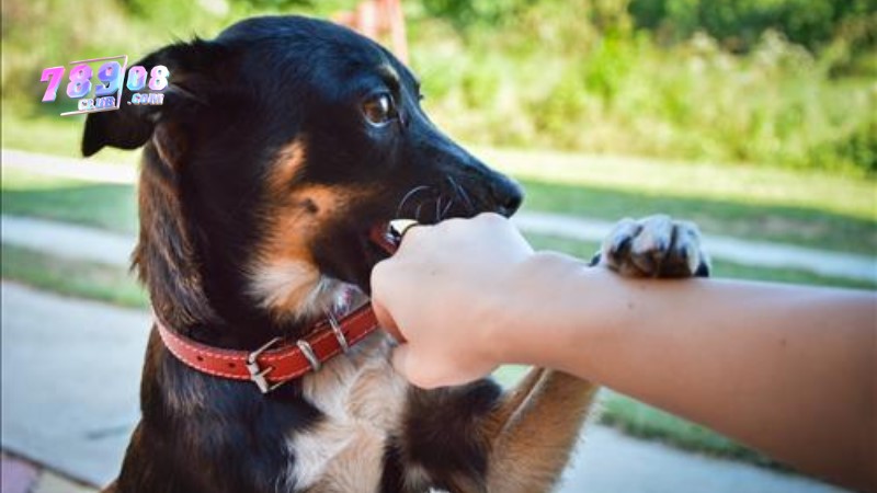 Mơ thấy chó đen cắn là điềm xấu Mơ thấy chó đen cắn là điềm xấu