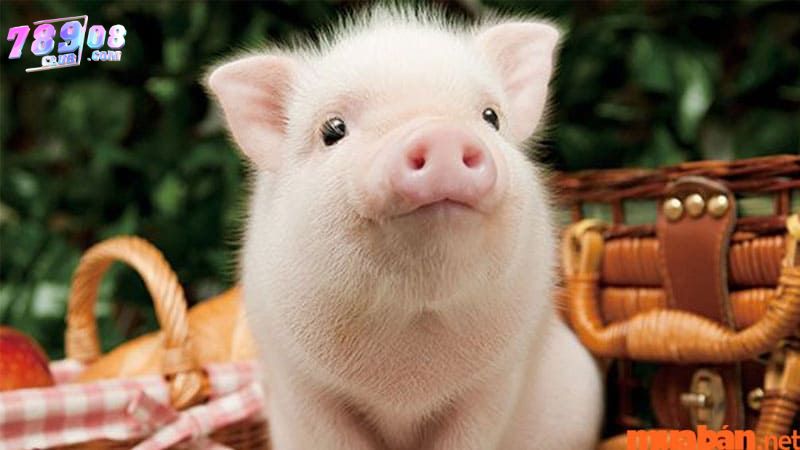 Những ý nghĩa khi mơ thấy heo Những ý nghĩa khi mơ thấy heo