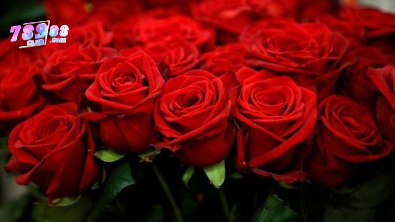 Đánh 09, 23 khi mơ thấy hoa hồng Đánh 09, 23 khi mơ thấy hoa hồng