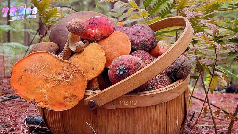 Cẩn trọng khi mơ thấy nấm mọc hoang dã Cẩn trọng khi mơ thấy nấm mọc hoang dã
